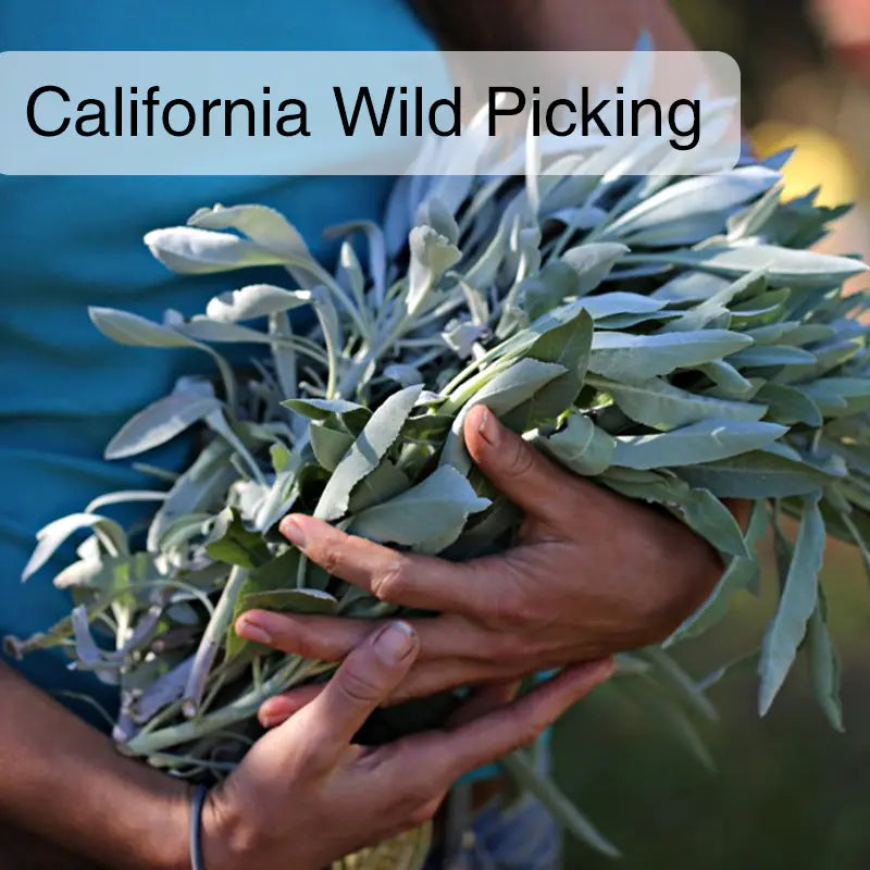Natural White Sage Air Purifying Smudge Sticks (3)